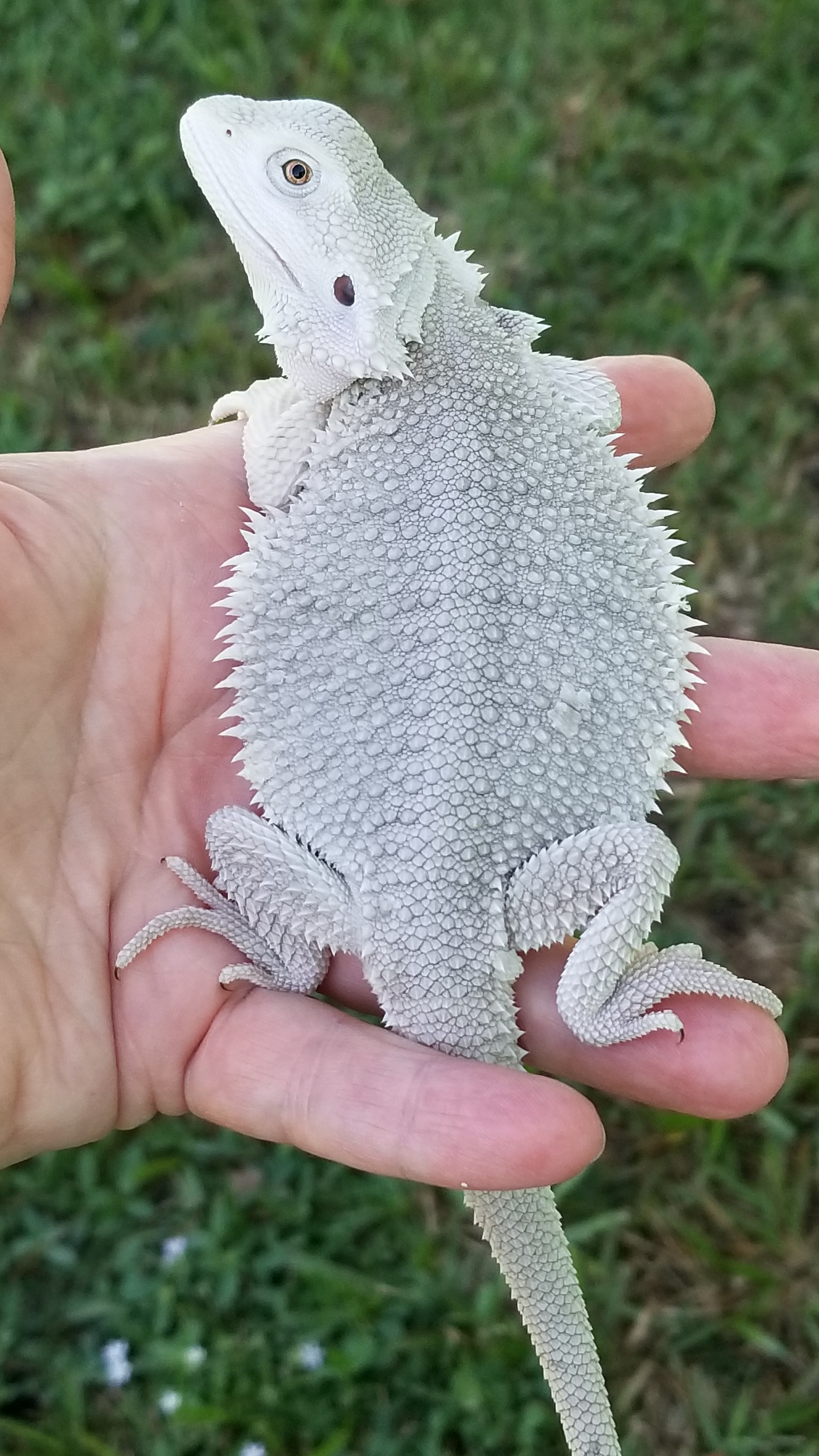 zero bearded dragon  zero bearded dragon