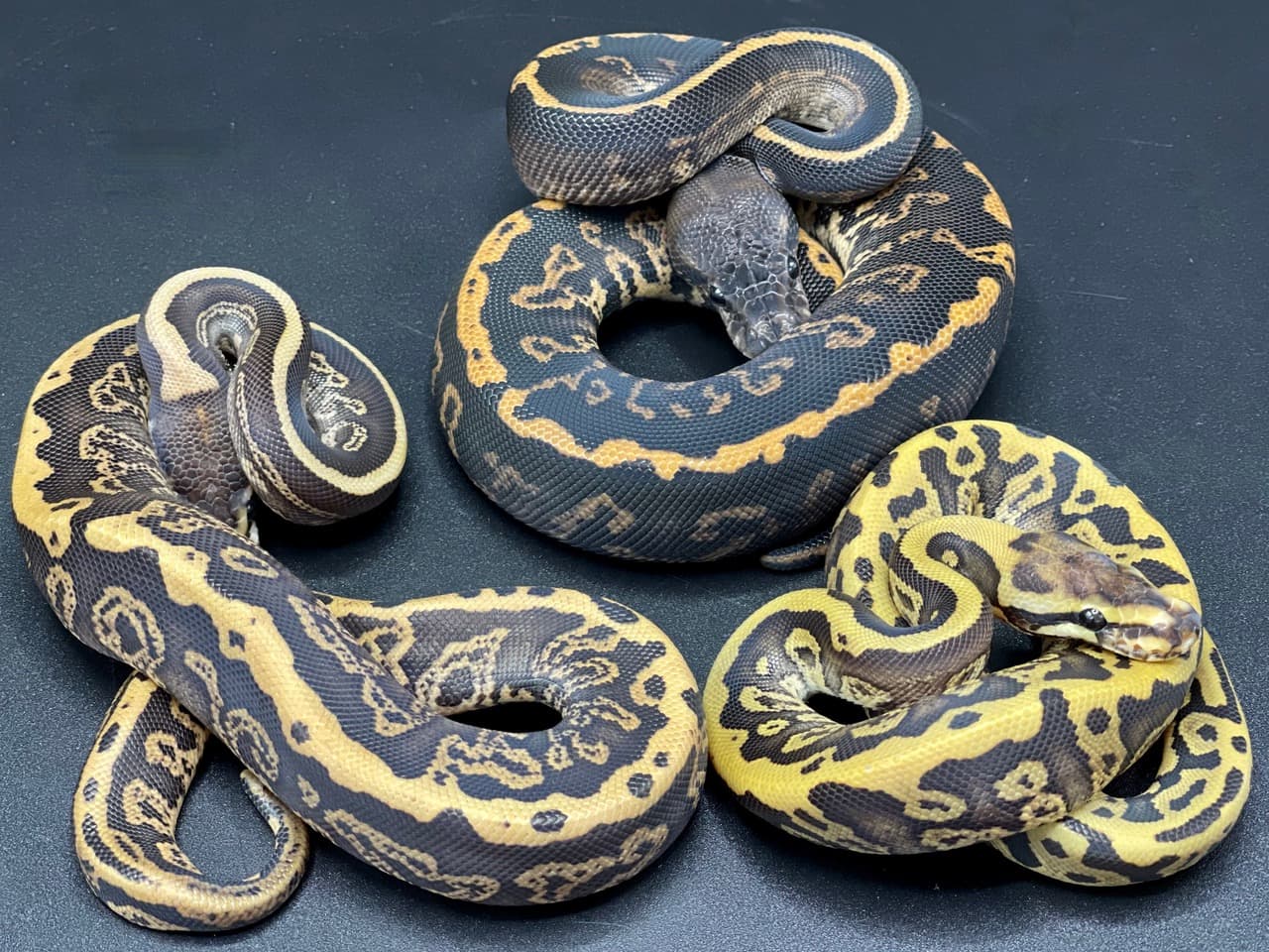 Try Not To Get Burned Ball Pythons MorphMarket Reptile Community Try Not To Get Burned Ball Pythons MorphMarket Reptile Community