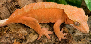 Orange by Kent geckos