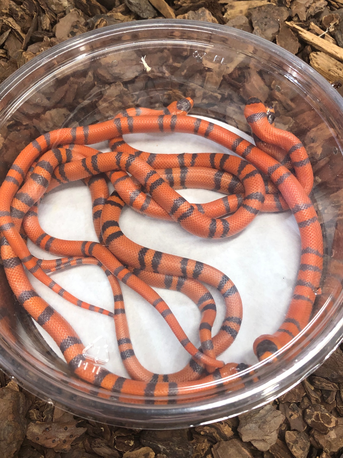 Hypo 6.4 Group Honduran Milk Snake by Rustys-balls