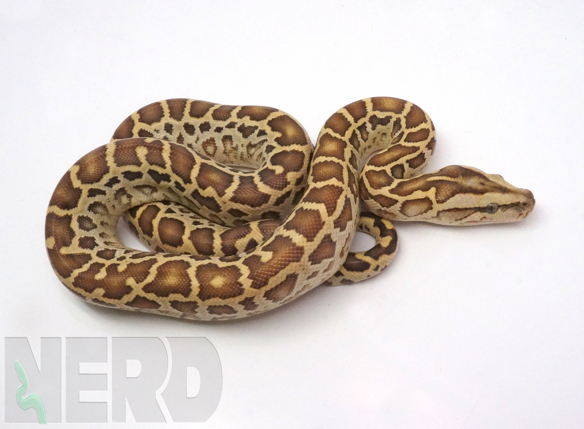 Hypo Burmese Python by New England Reptile Distributors