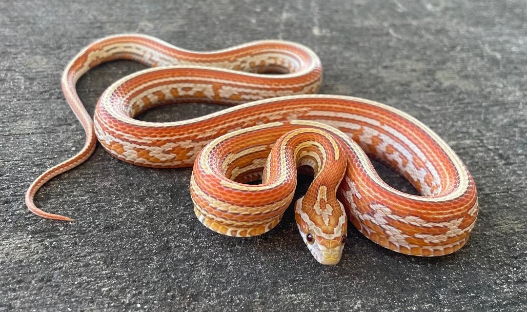 Ultra Tessera Corn Snake by Snakes at Sunset
