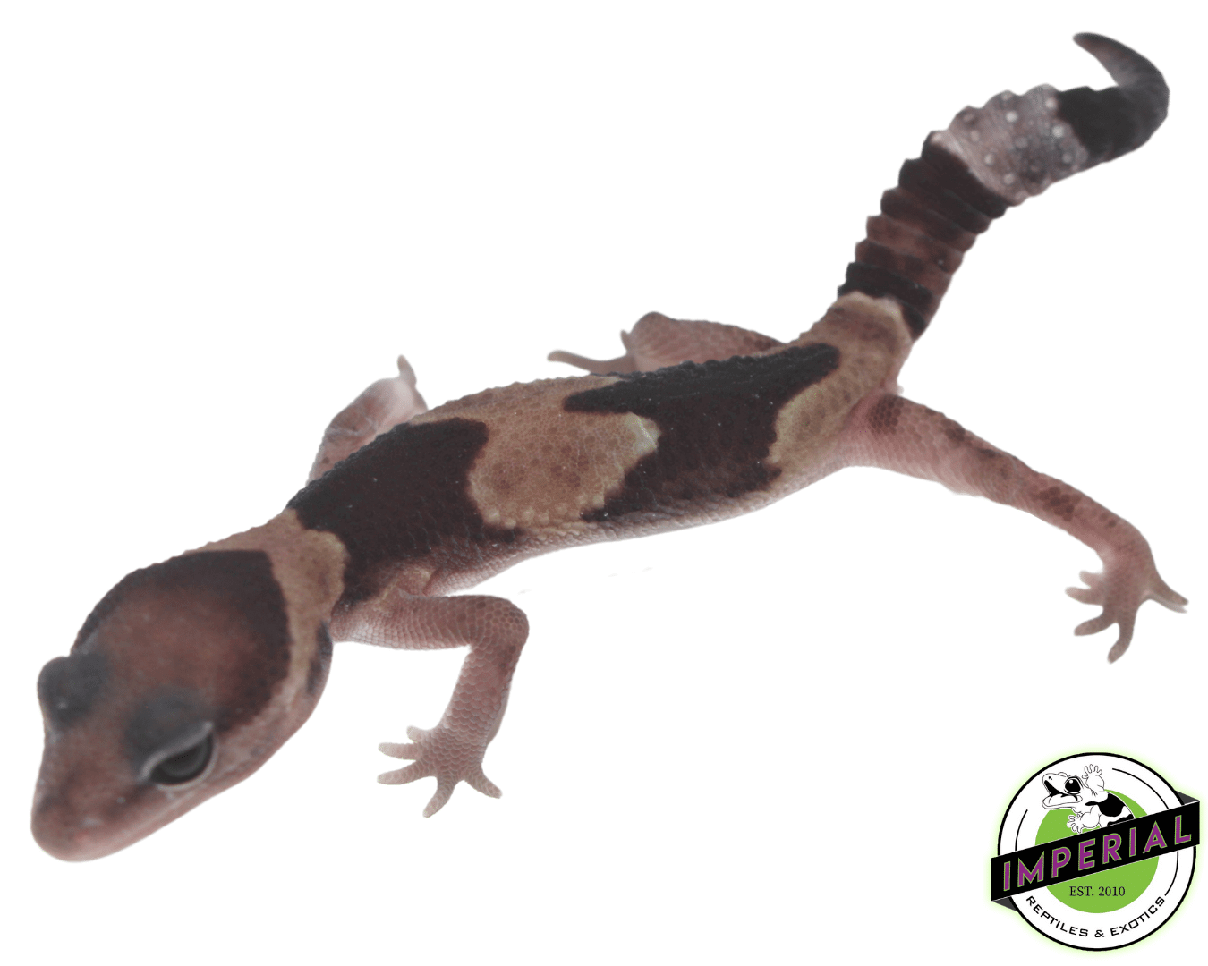 Stinger African Fat-Tailed Gecko by Imperial Reptiles & Exotics, LLC
