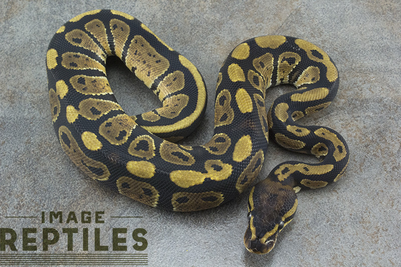 Carbon Ball Python by Image Reptiles