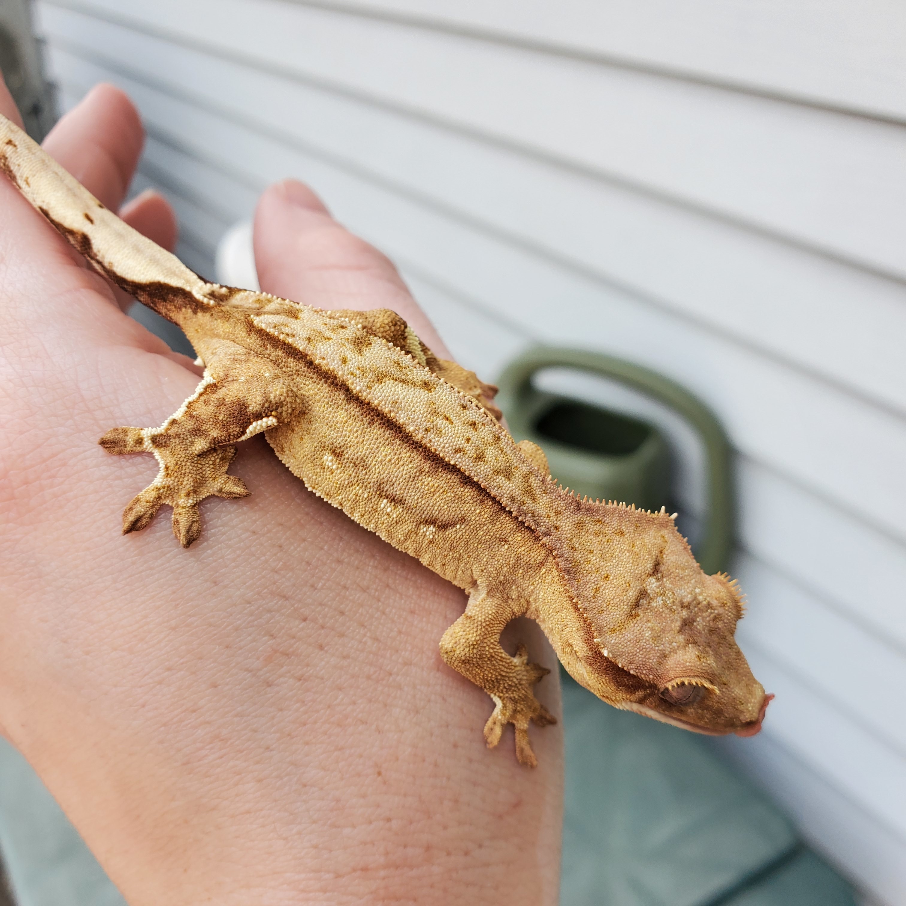 Phantom Pin Crested Gecko by The Derpy Dragon