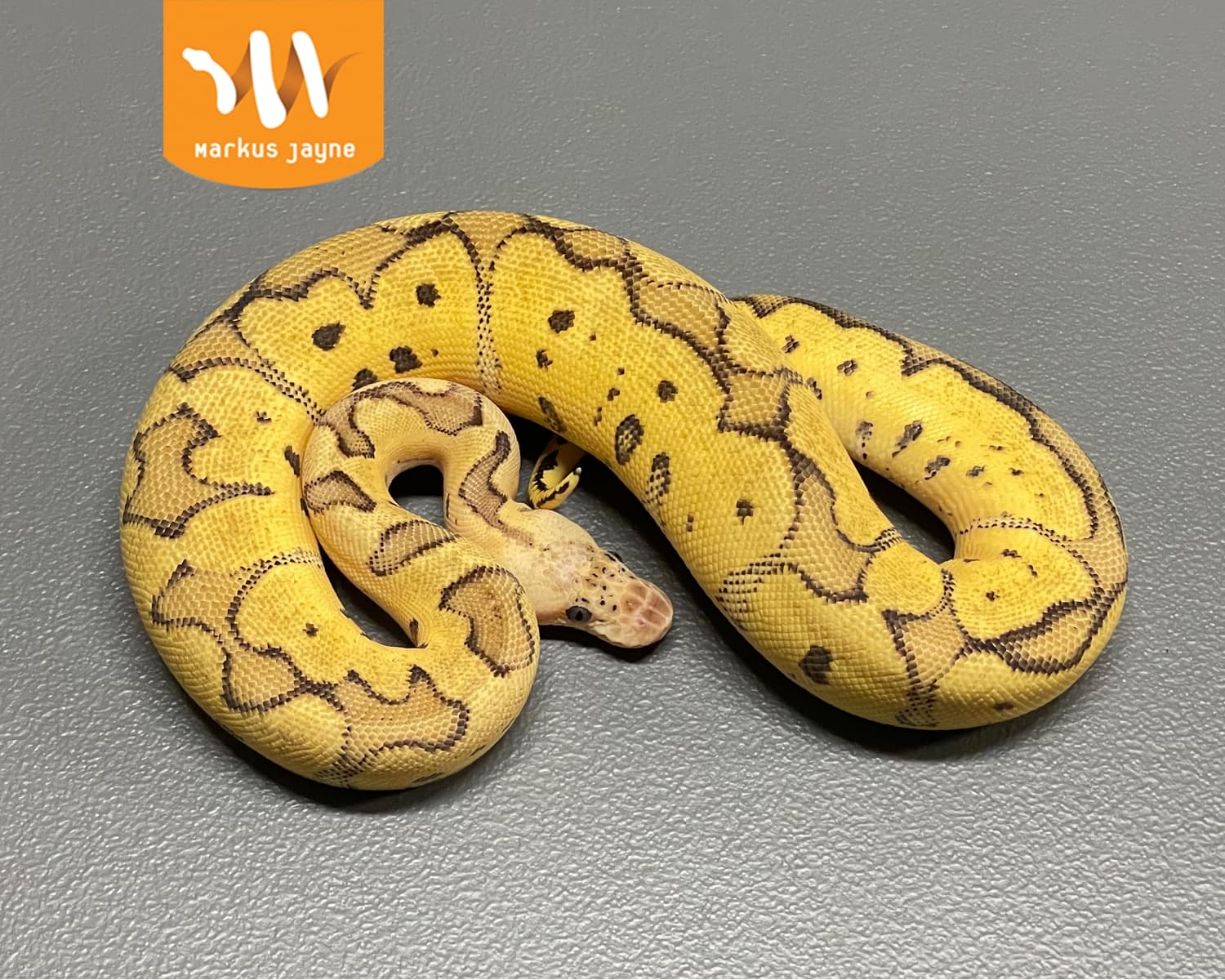 Clown Ball Python by Exotic Empire Pets - MorphMarket