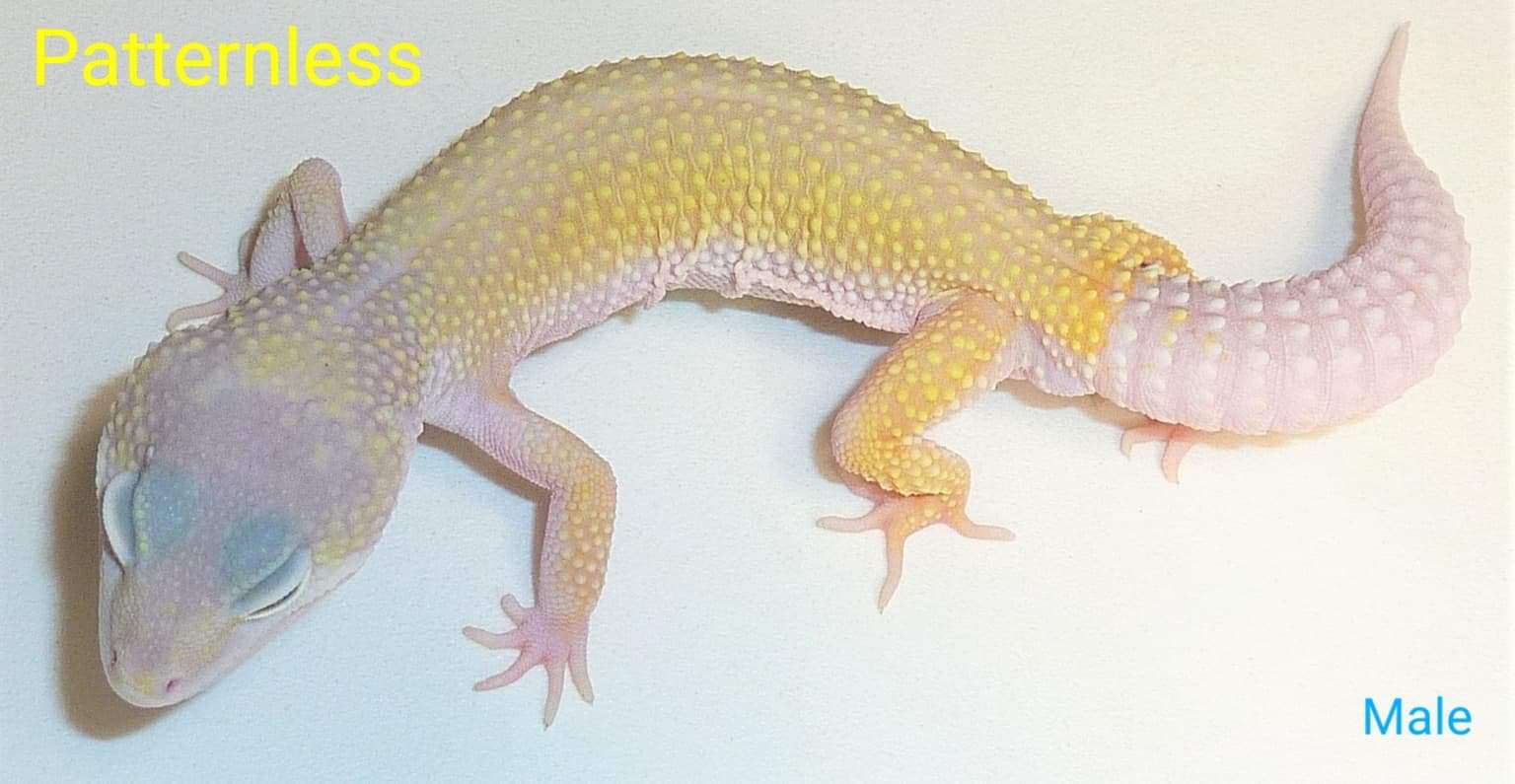 Murphy Patternless Leopard Gecko by HGH Reptiles