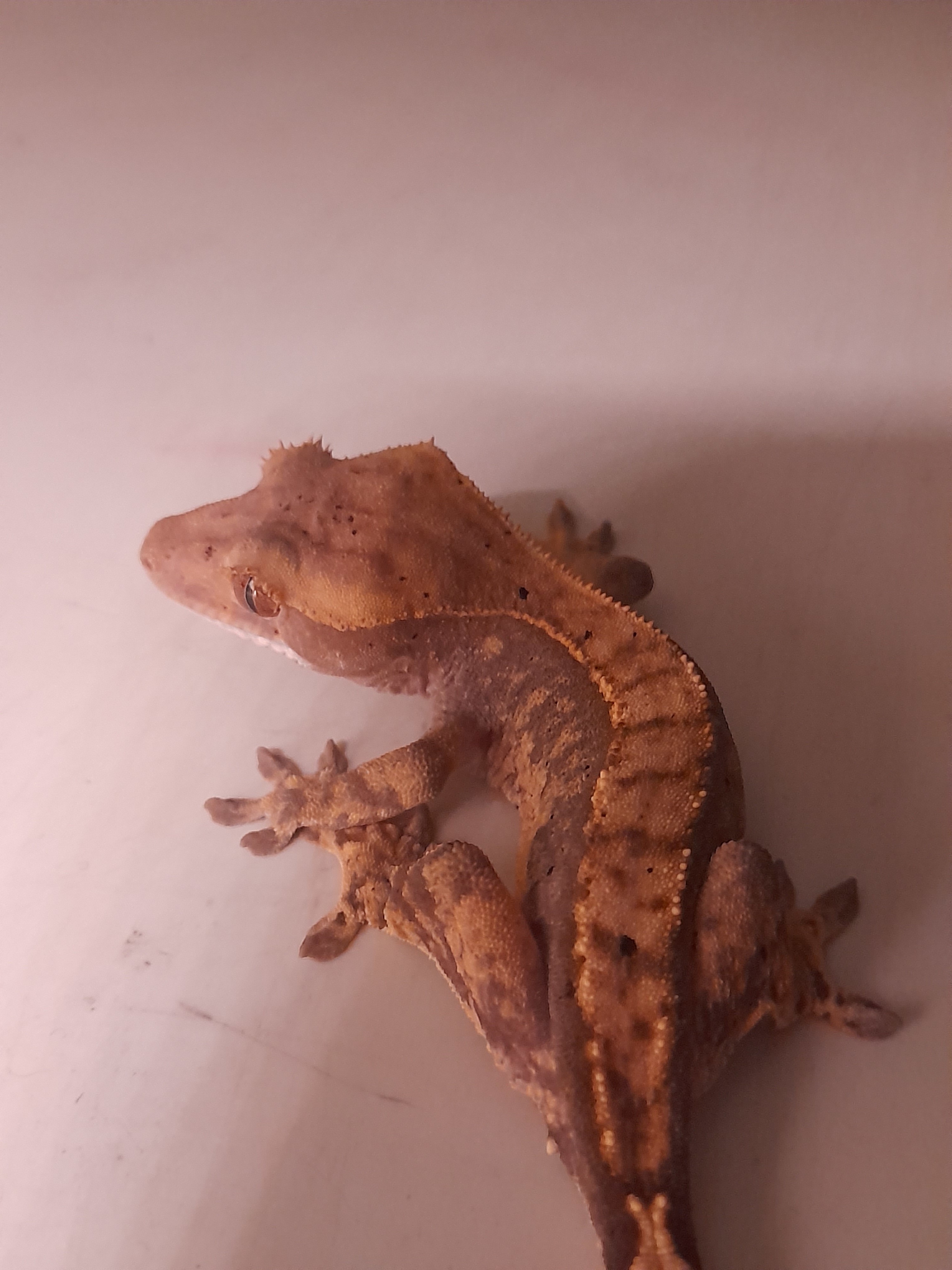 New crestie possible health issues - Crested Geckos - MorphMarket Reptile  Community