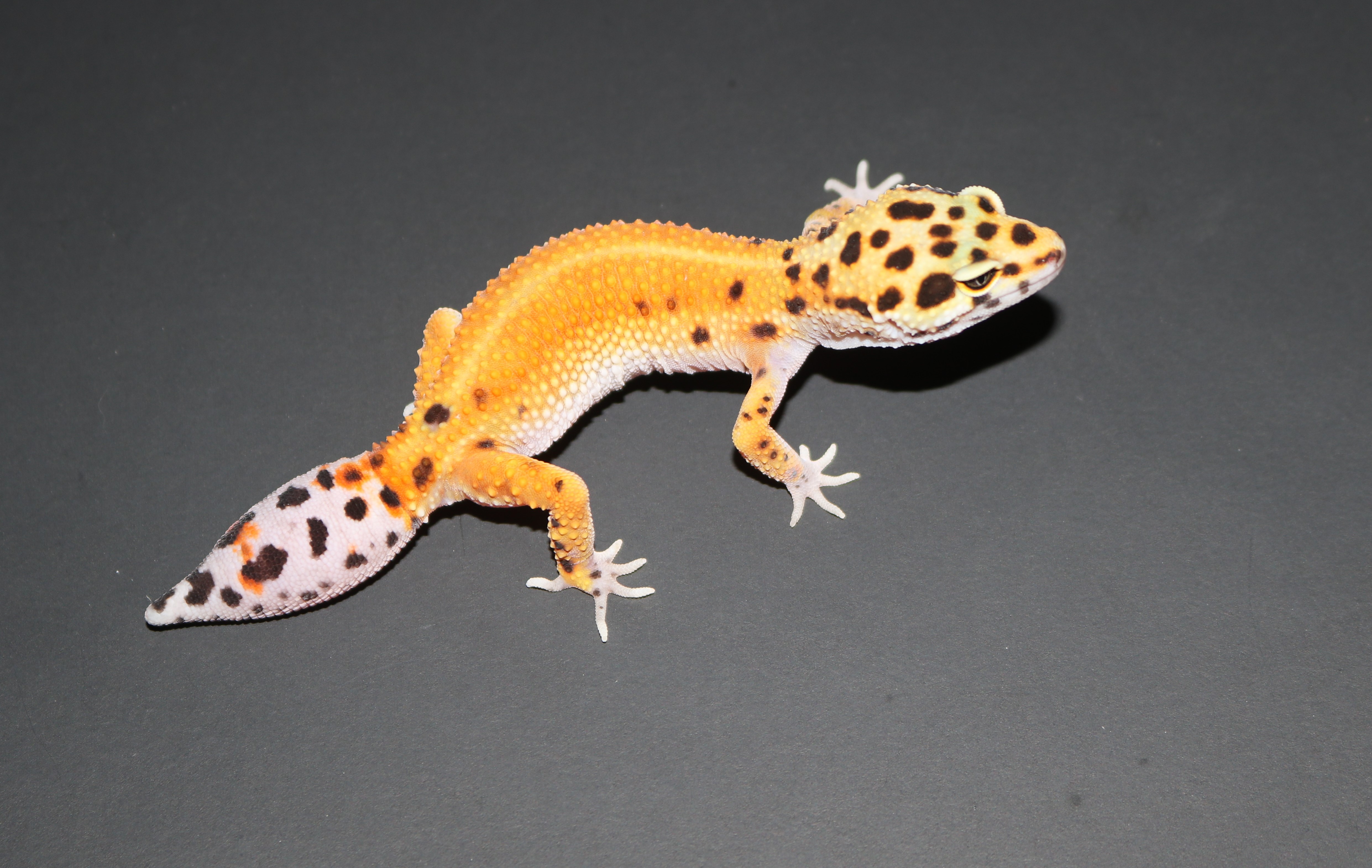 Emerine Leopard Gecko by Wards World Of Reptile Propagation