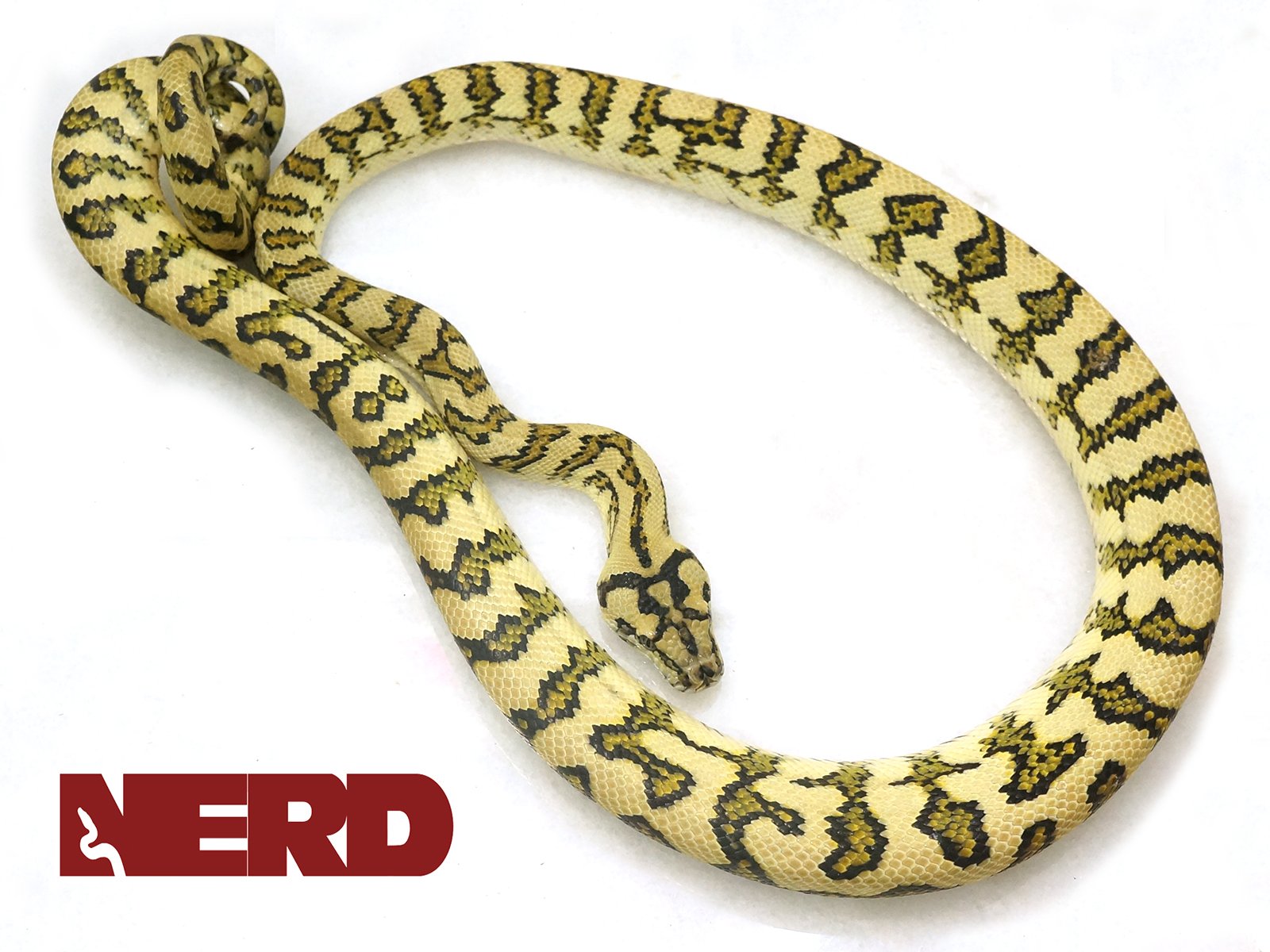 Jaguar Carpet Python by New England Reptile Distributors