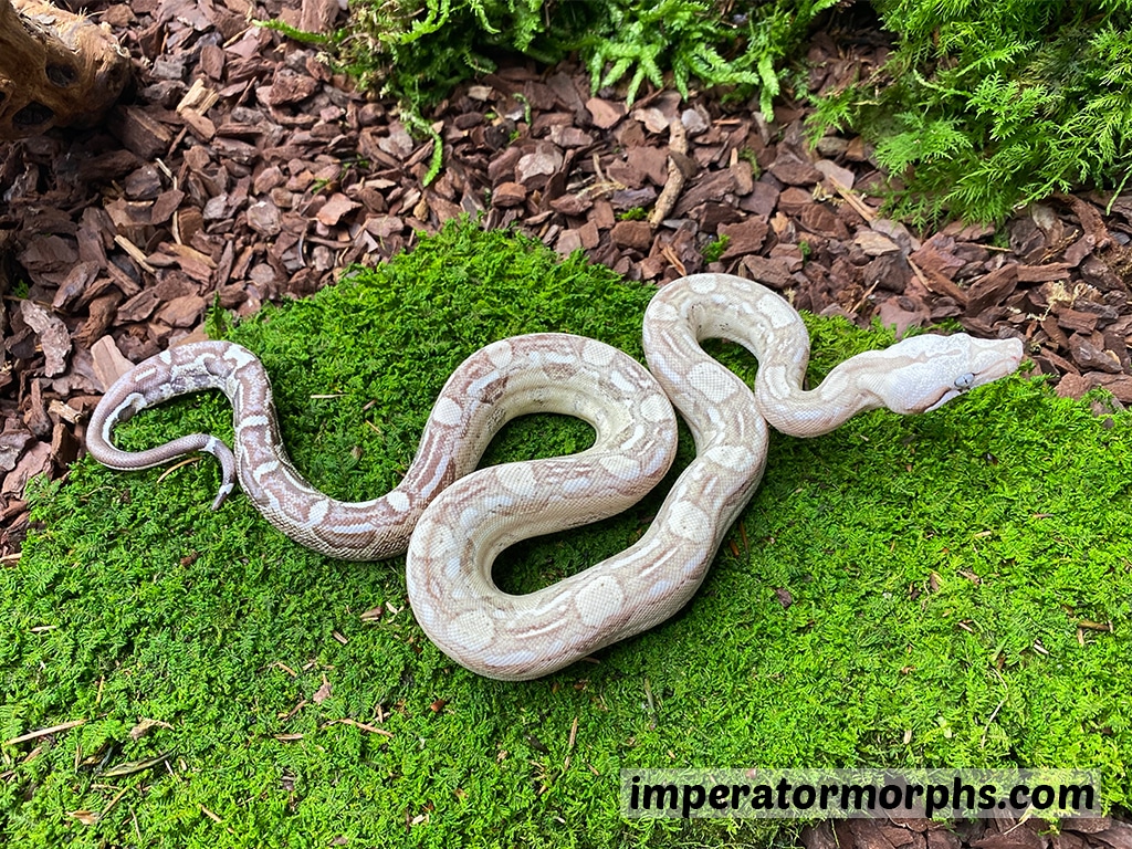 VPI Aztec Snow Boa Constrictor by Imperatormorphs GbR