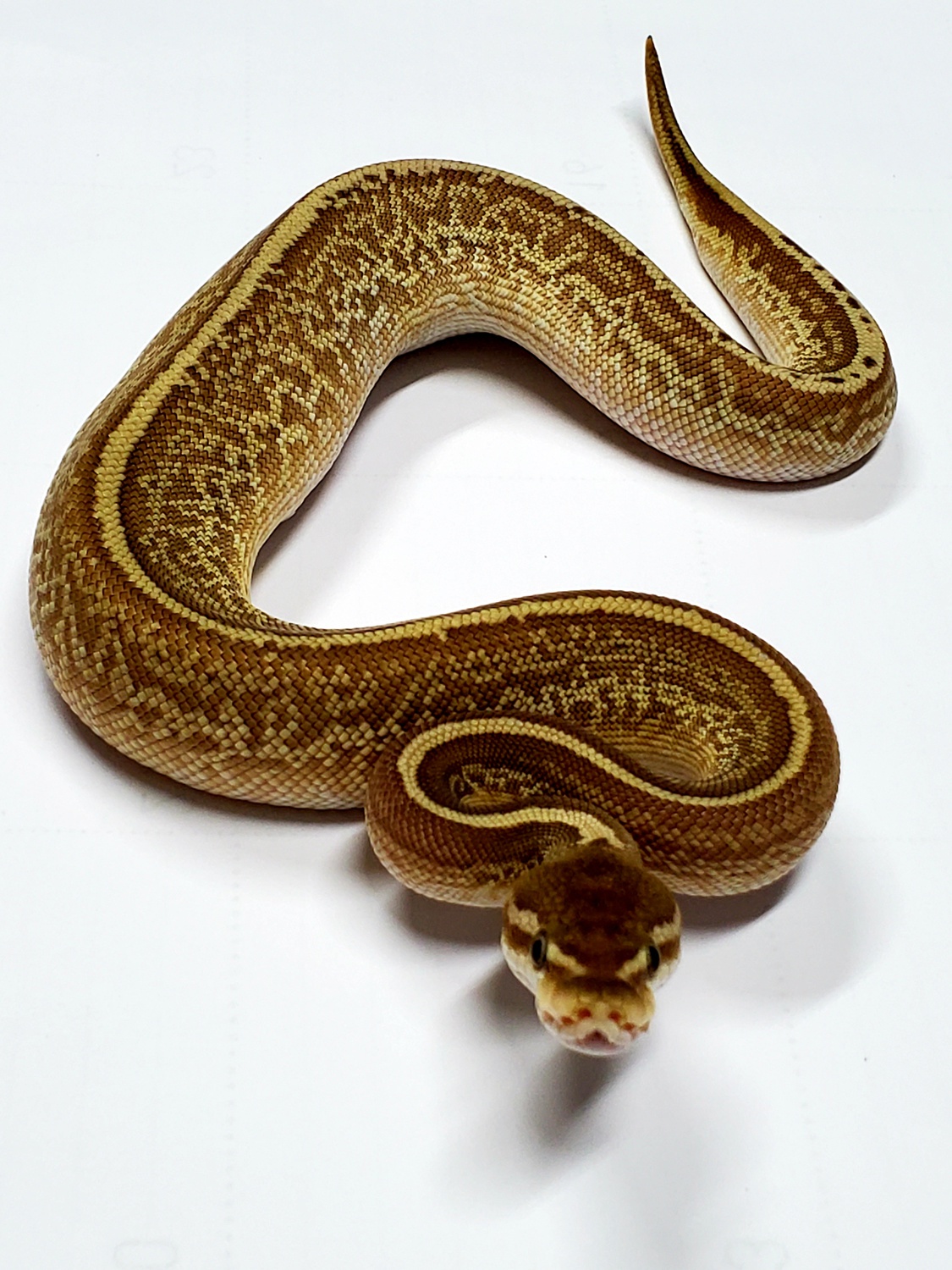 Leopard Butter Sunset 50% Het Pied Ball Python by World Wide Reptiles