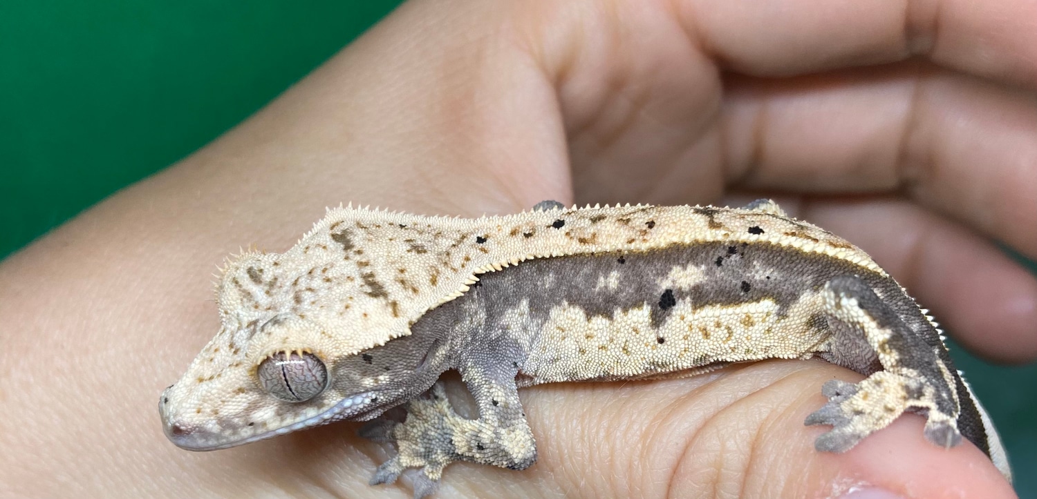 Partial Pinstripe Dark Harlequin With Dalmatian Cg 12 Crested Gecko by NewDay_Exotics