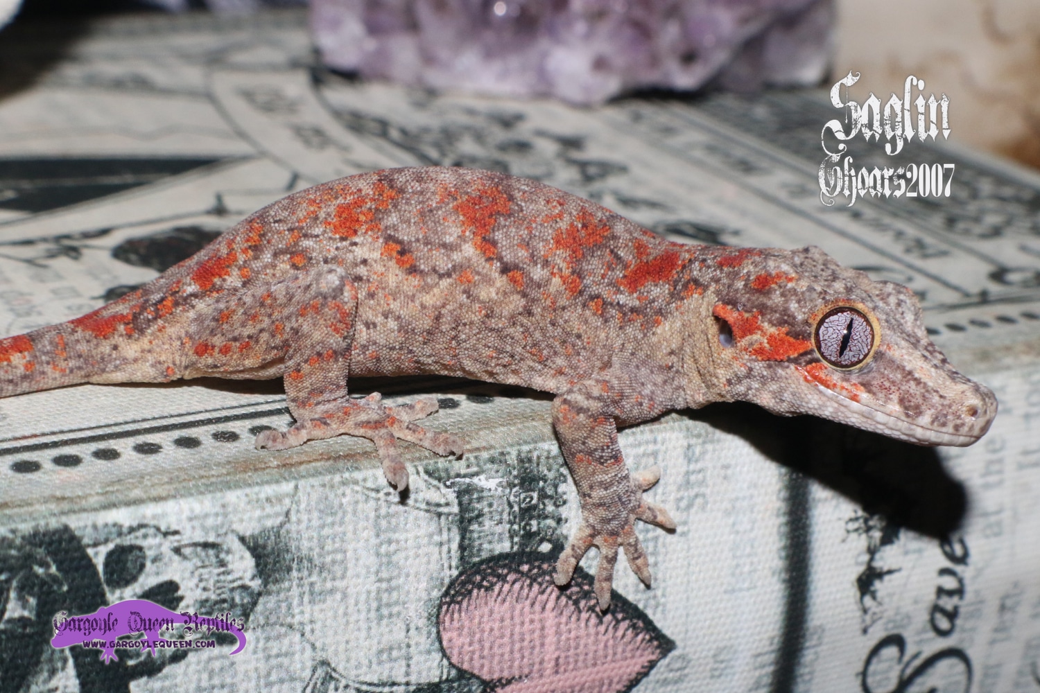 "Saglin" Red/Orange Blotch Banded Reticulated Gargoyle Gecko by Gargoyle Queen Reptiles
