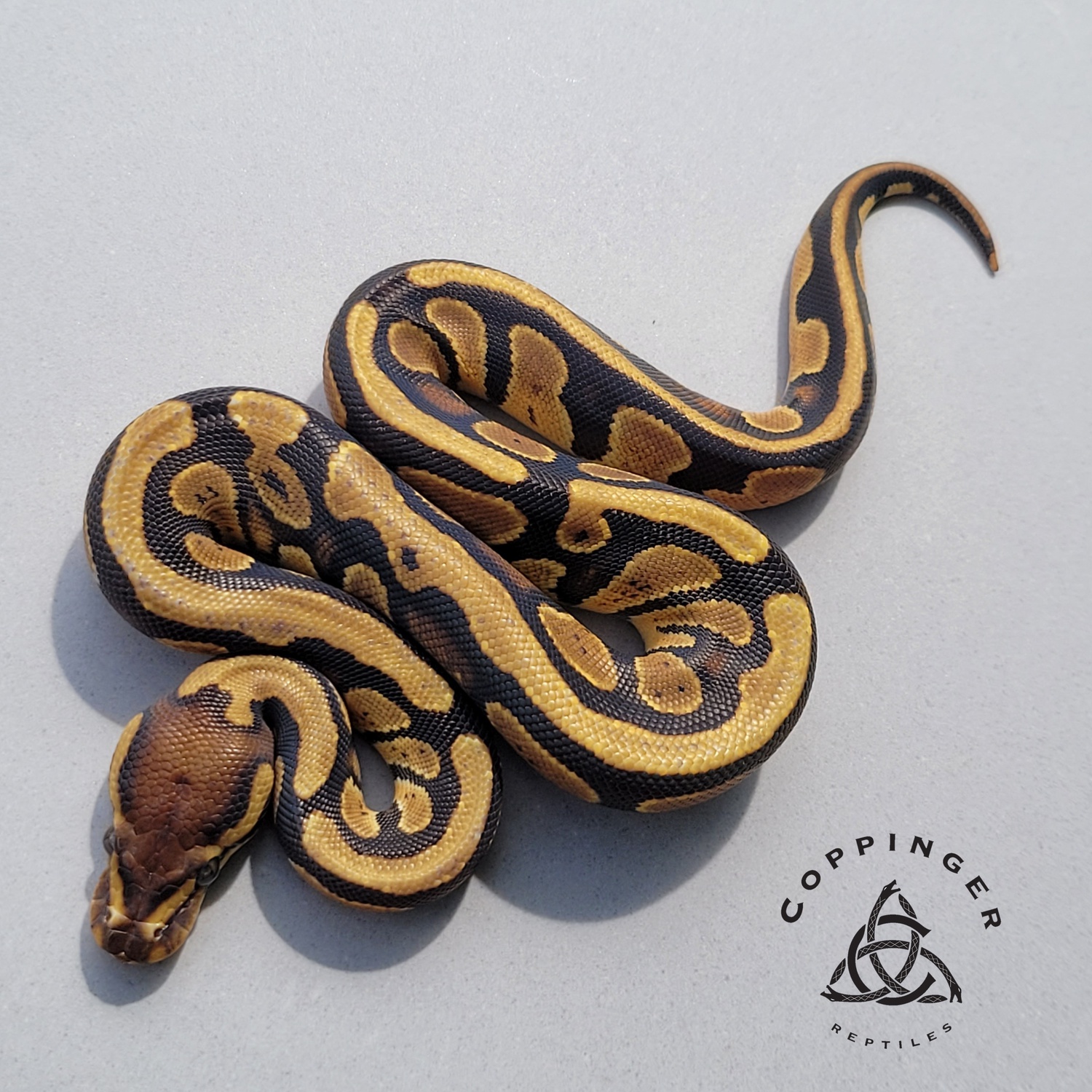 Gene X Het Pied Possible Yellow Belly Ball Python by Coppinger Reptile Co.