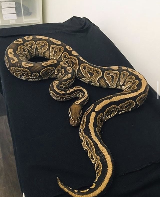 Trident Ball Python by Royal reptiles