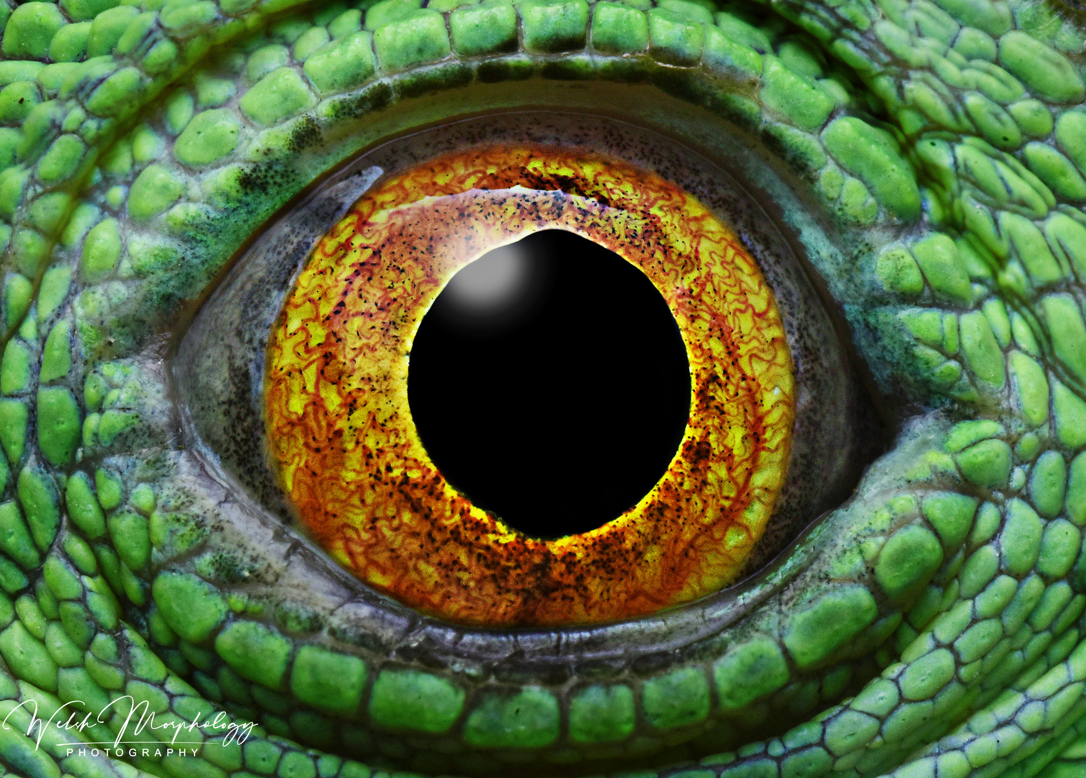 lizard eye
