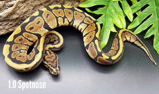 Spotnose By RS Reptiles