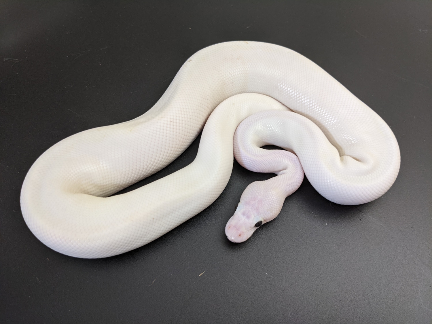 Ivory Phenomenon Ball Python by Morph Magic Ball Pythons