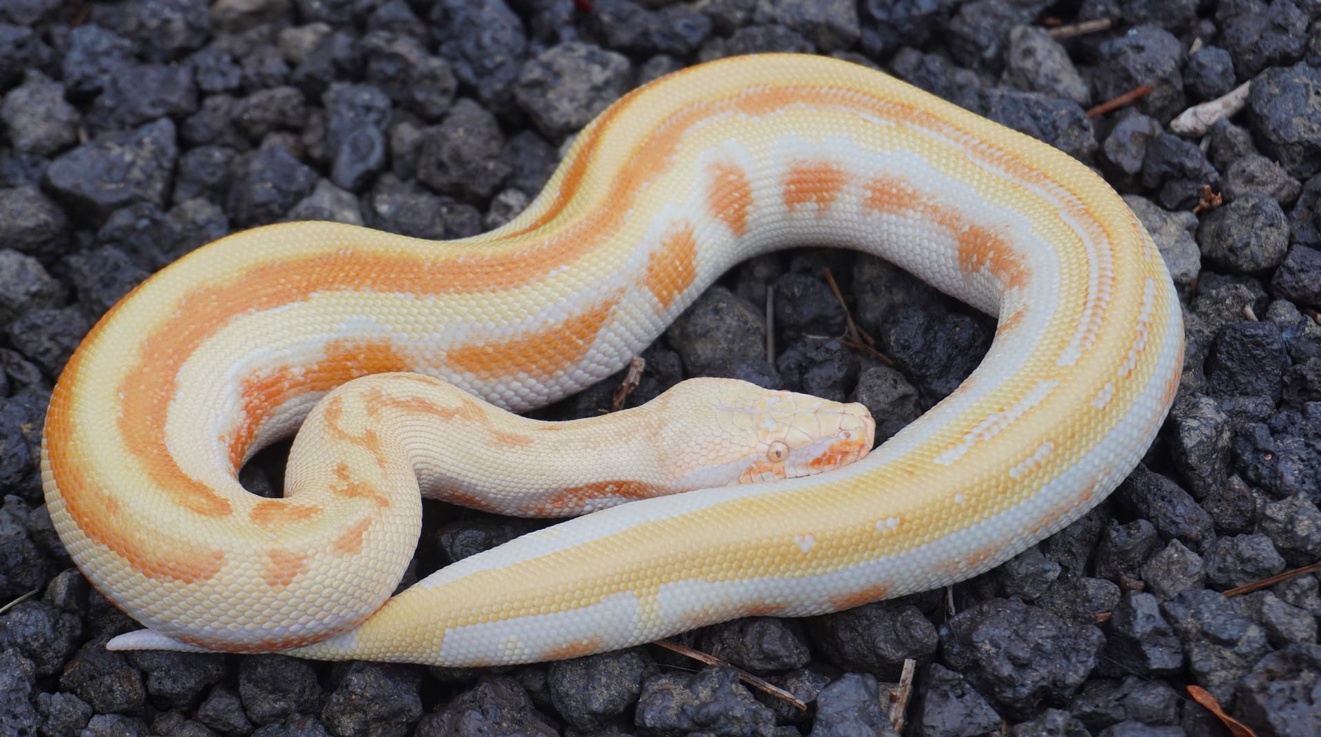 Been awhile, here are a few of our raise ups! - Short-Tailed Pythons ...