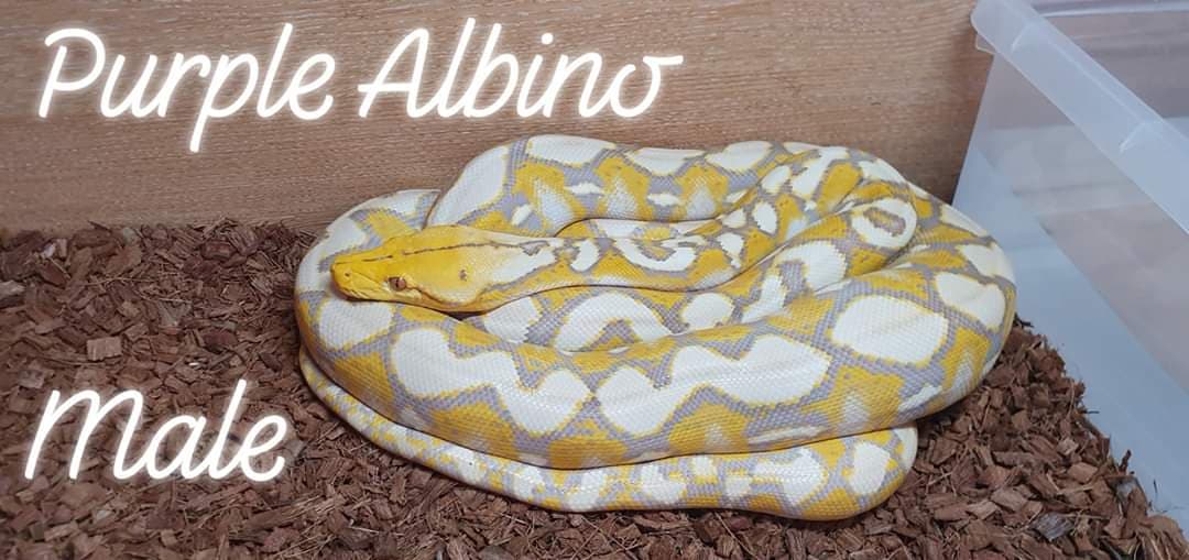 Purple Albino Reticulated Python by Predator Pythons