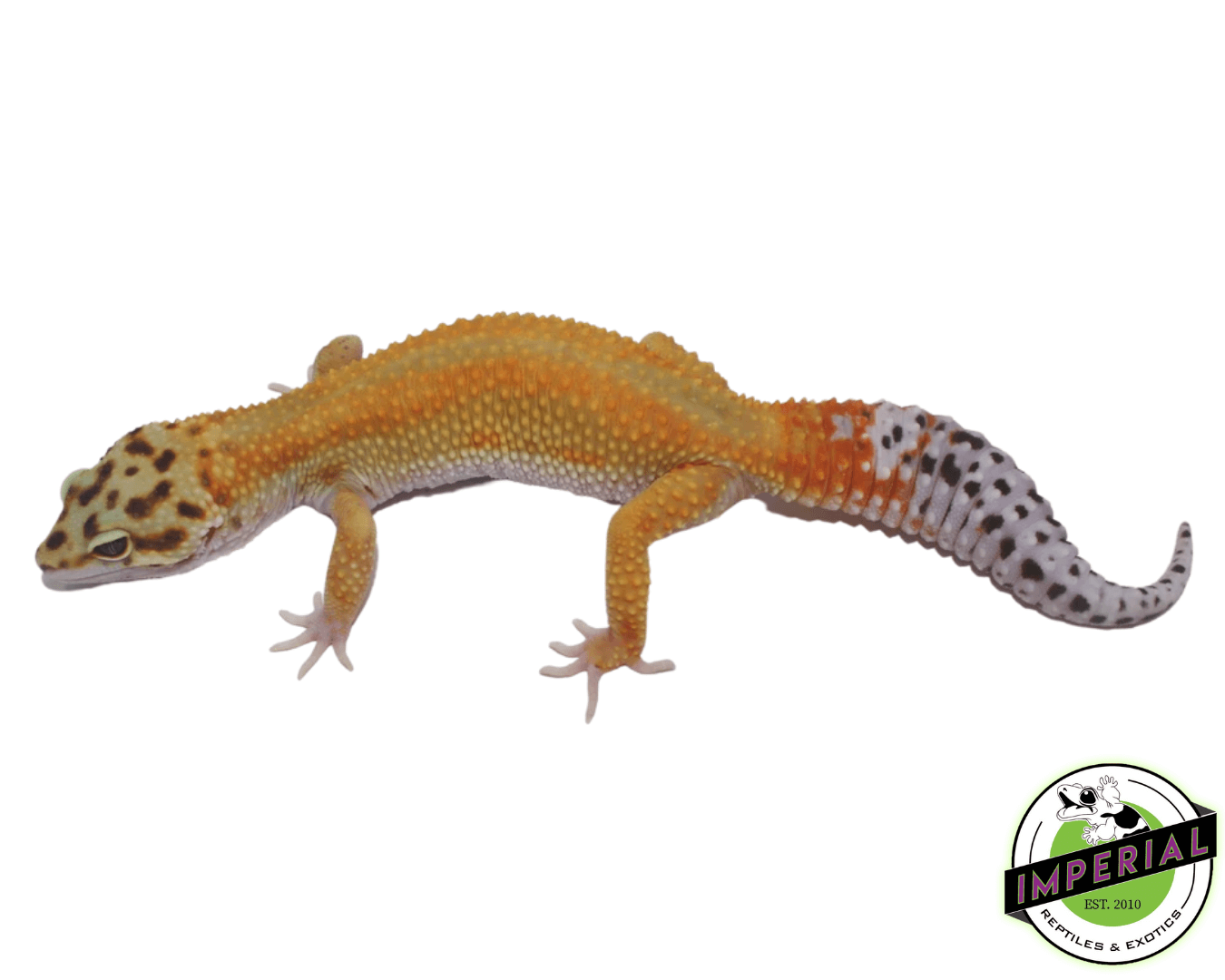 Reverse Stripe Leopard Gecko by Imperial Reptiles & Exotics, LLC