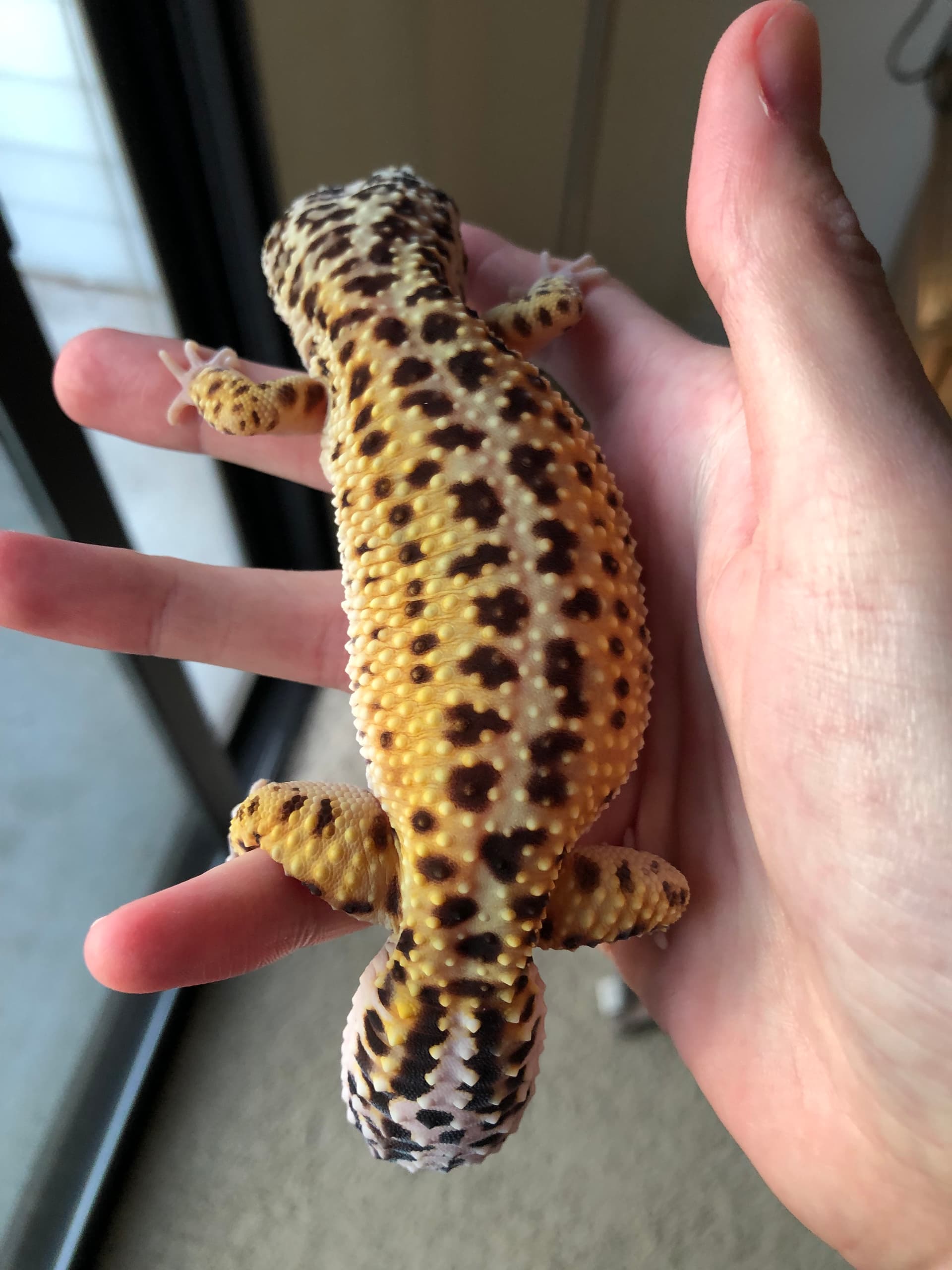 Safest way to help leo lose some weight? Leopard Geckos MorphMarket