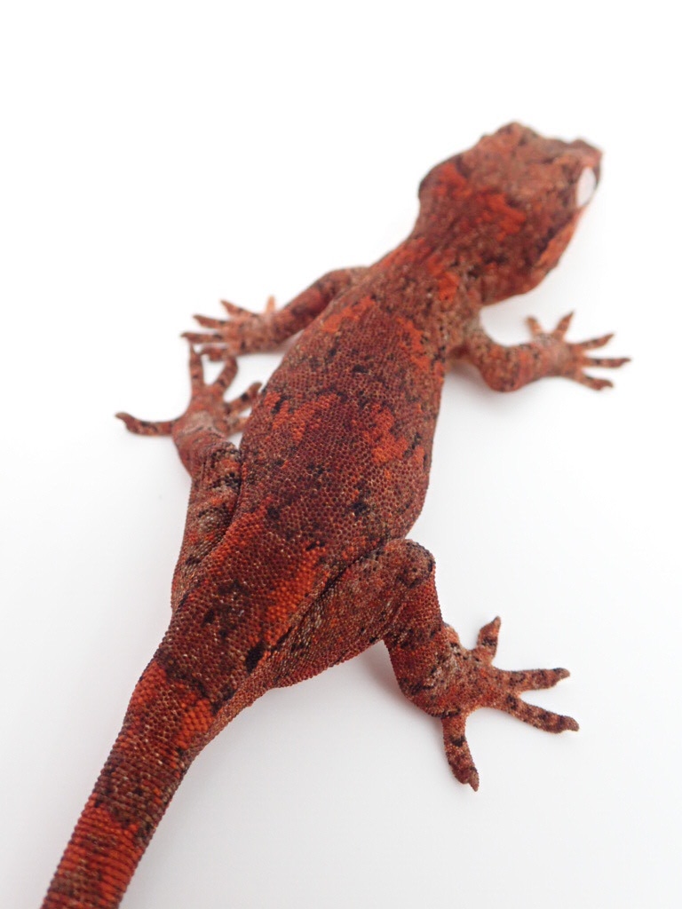 Red Blotched On Red Base Possible Female Gargoyle Gecko by Lick Your Eyeballs