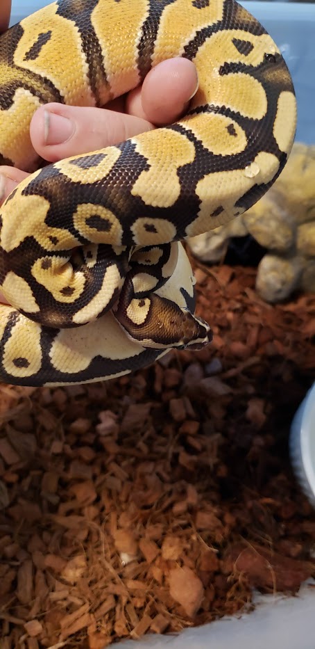 mom and daughter - ball pythons - morphmarket reptile... Two new girls - Ball Pythons - MorphMarket Reptile Community
