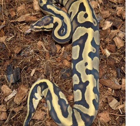 Enchi Leo Fire Tri Female