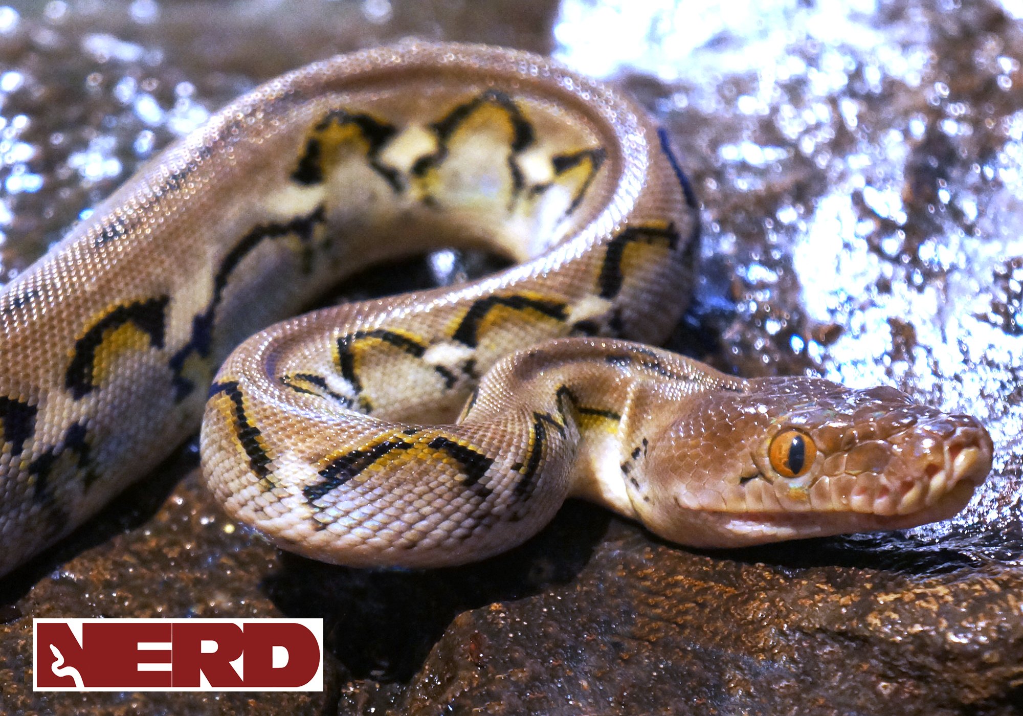 Jaguar Reticulated Python by New England Reptile Distributors