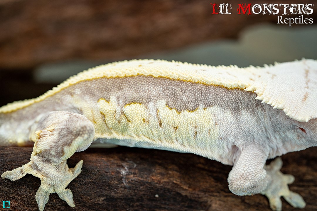 White Wall Crested Gecko by LIL MONSTERS Reptiles