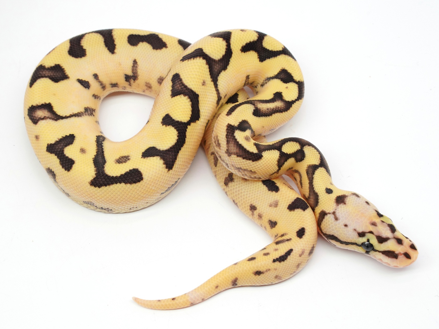 Bumble Bee Woma Lucifer Bald Orange Dream Poss Het Pied Ball Python by New England Reptile Distributors