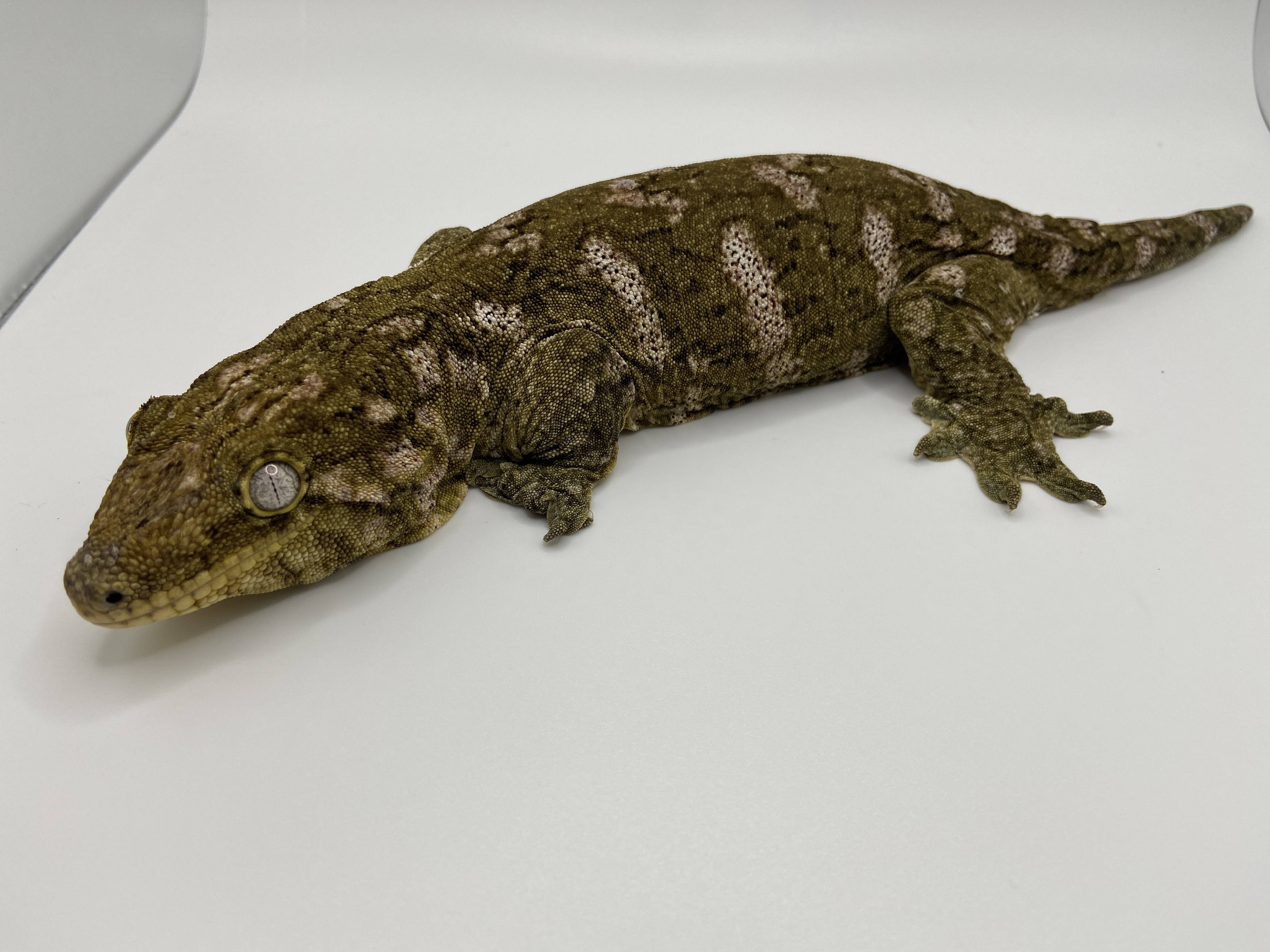 Nuu Ana Leachianus Gecko by Southern Star Reptiles