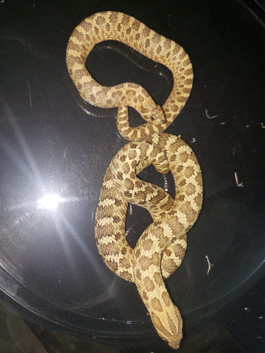 Woma Lemon Ghost Spiders Western Hognose by My Awesome Reptiles