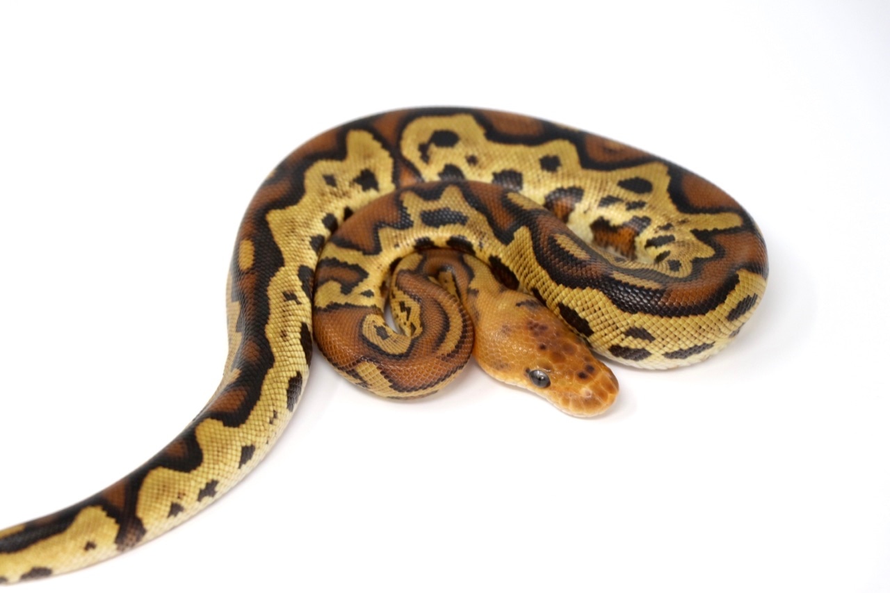 Fire Leopard Cypress Clown Ball Python by Always Evolving Pythons