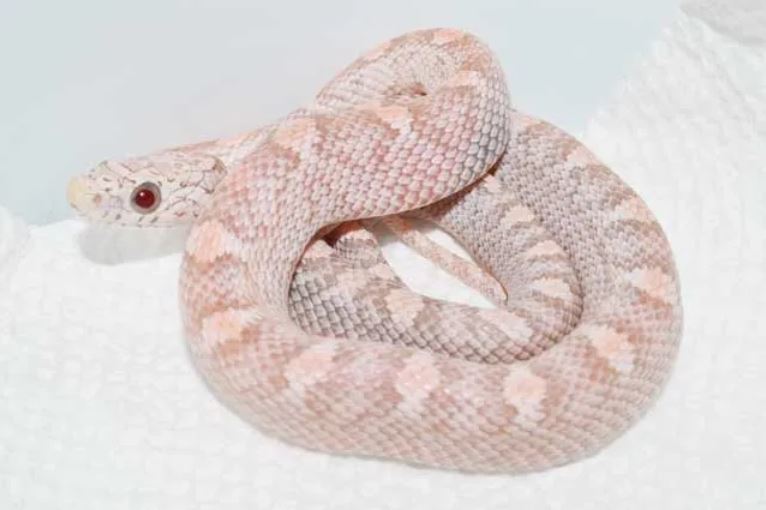 TS Red Factor Ultramel Anery by VMS Professional Herpetoculture