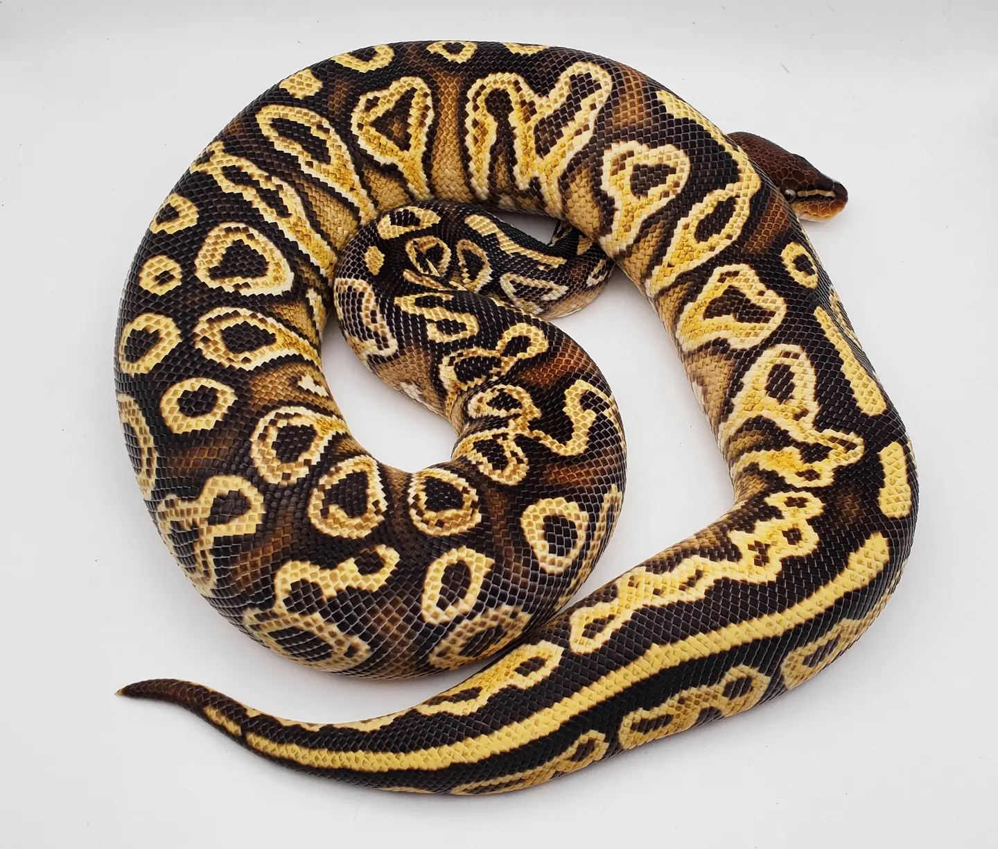 Blitzkrieg OD YB Special Ball Python by Double D Pythons