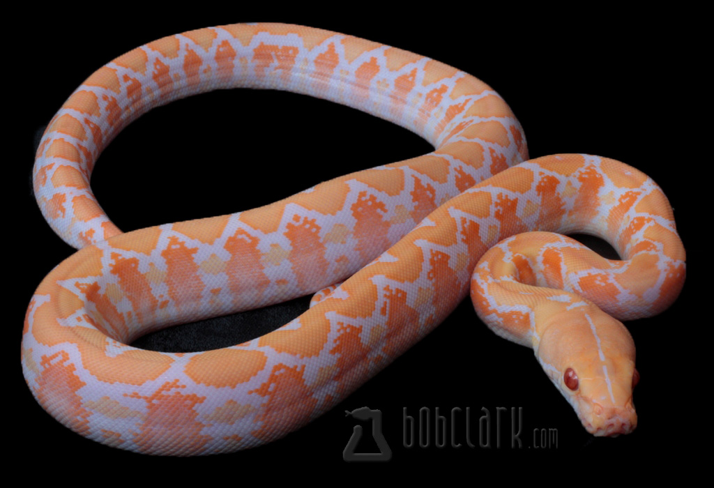 Albino Reticulated Python by Bob Clark Reptiles