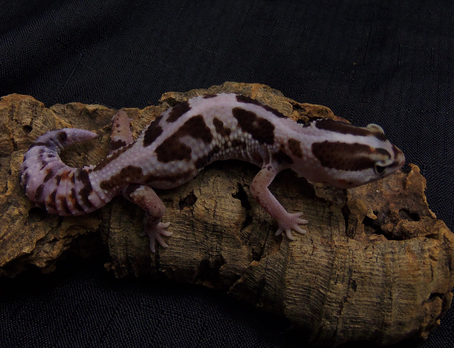 Stripe Whiteout Het Amelanistic Het Oreo African Fat-Tailed Gecko by Gecko Element
