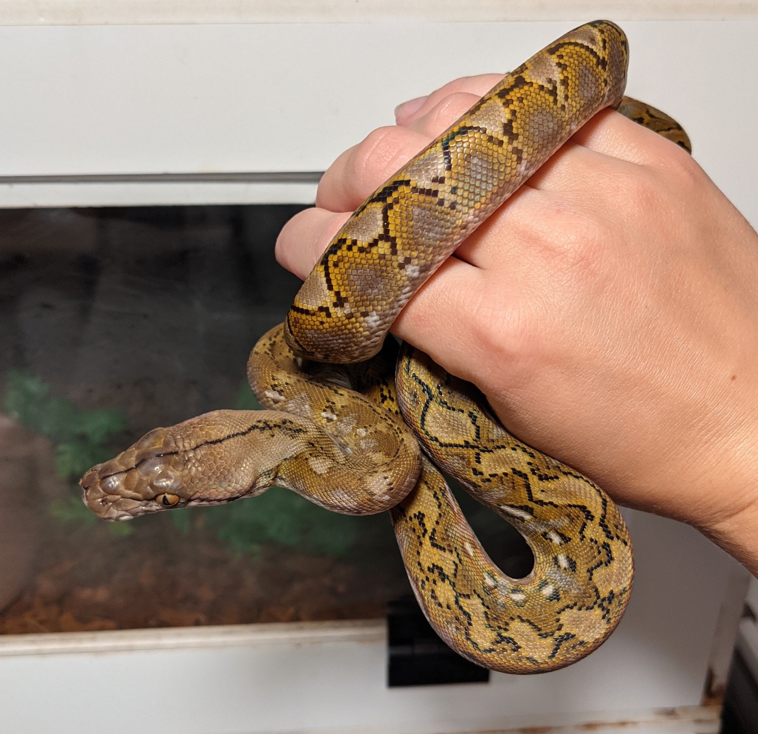 Pure Kayuadi Reticulated Python by GypsyDragons