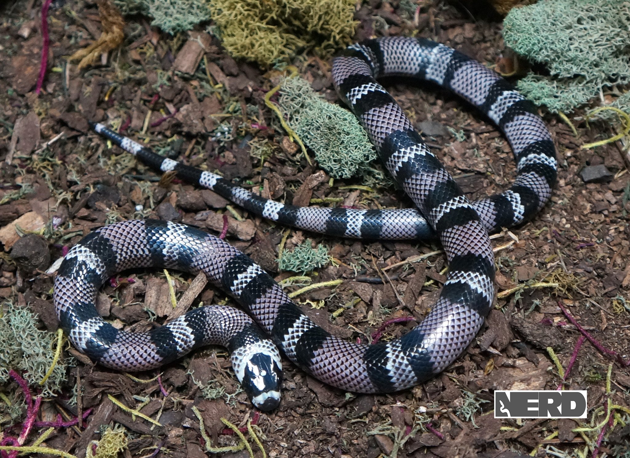 Anery Honduran Milk Snake by New England Reptile Distributors