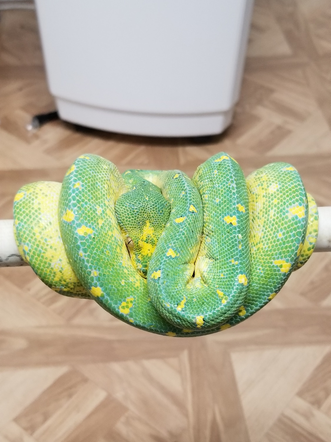 Calico OC Male Green Tree Python by GTP & Arboreals