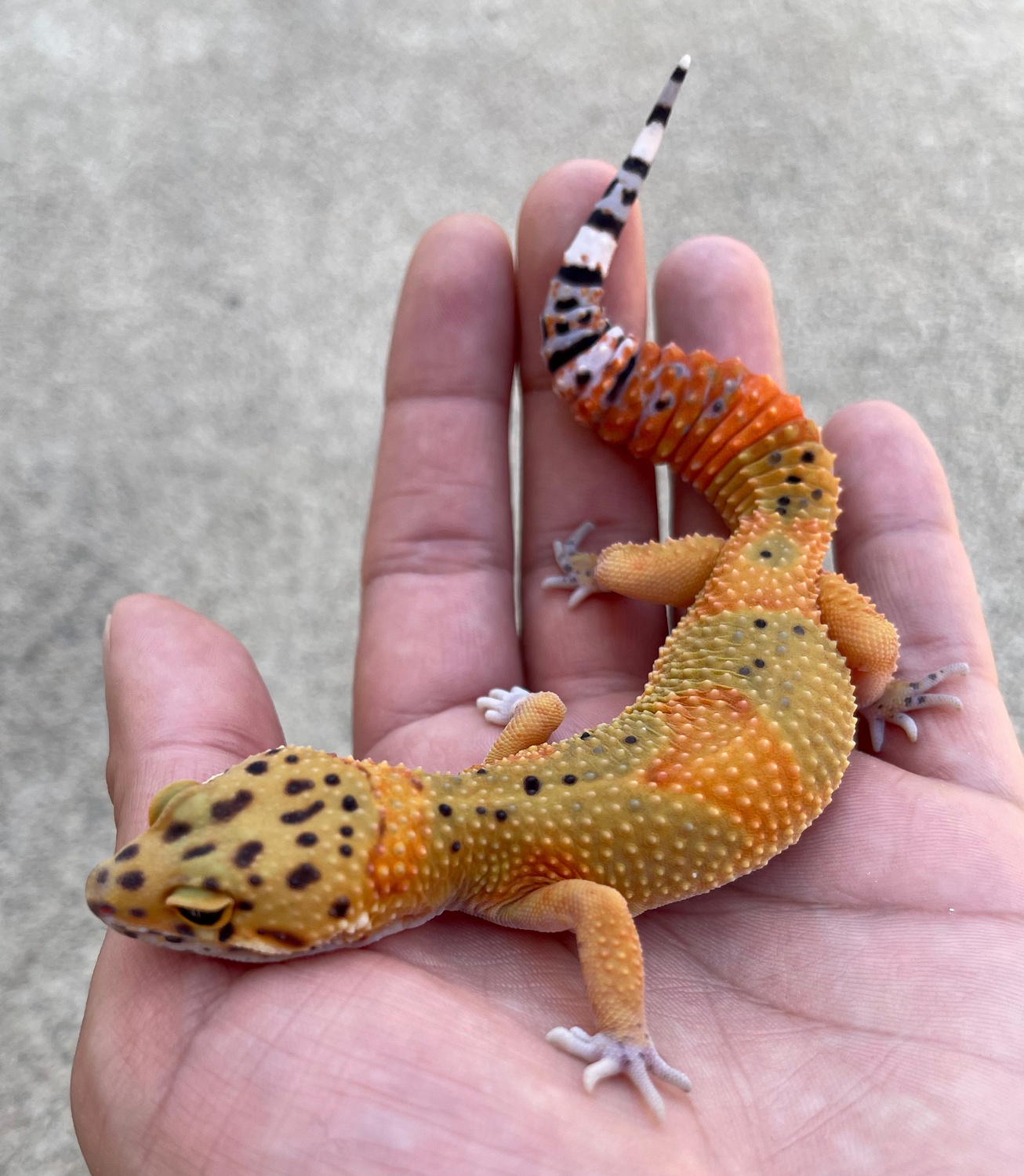 Blood Emerine Leopard Gecko by Bold And Striped Geckos