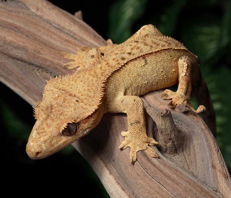 Female Phantom Pin Crested Gecko by Pangea Reptile