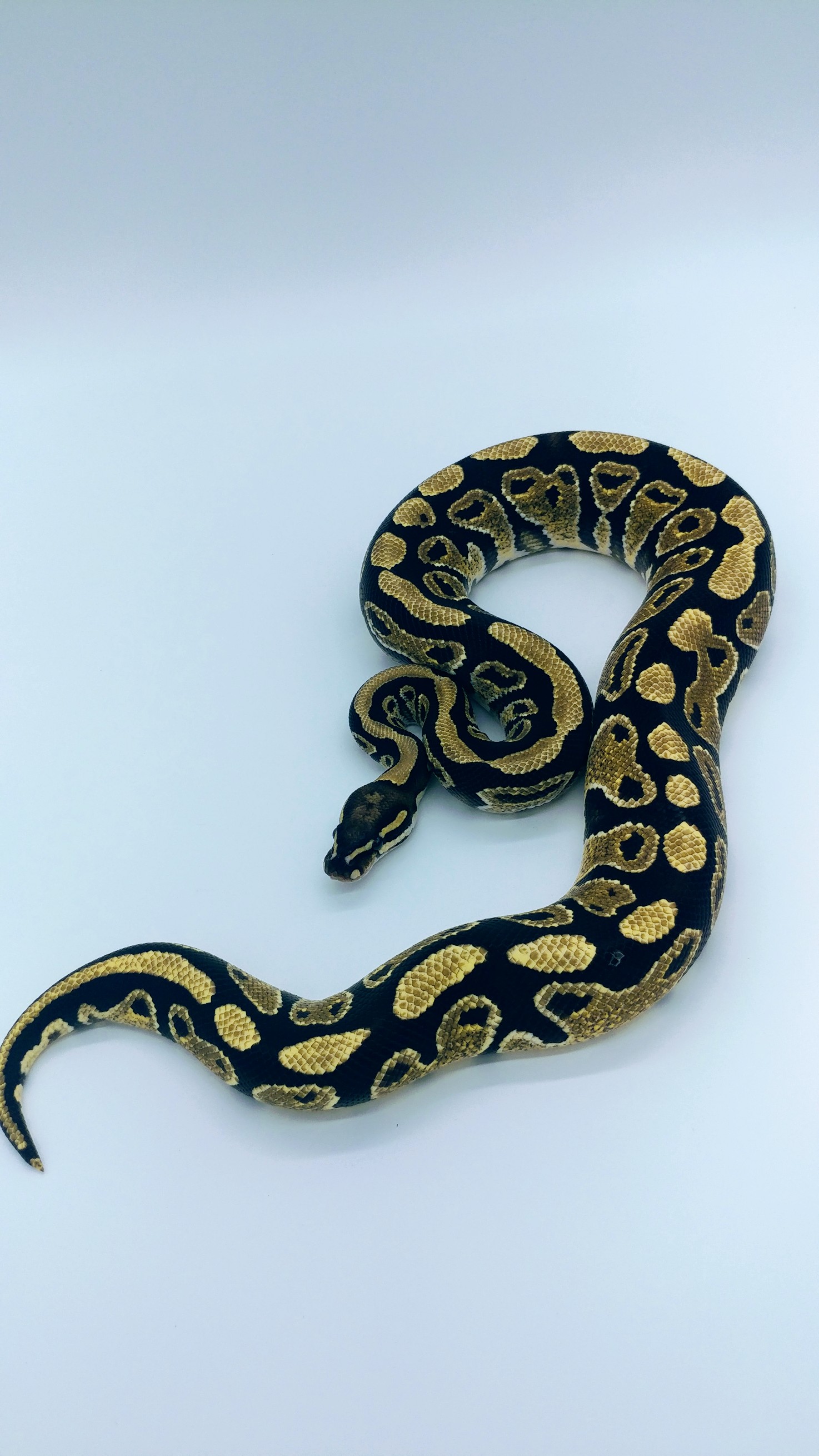 Goldblush Ball Python by Jordan Brown Reptiles