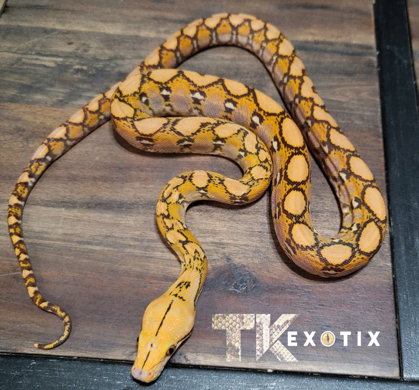 Caramel Albino Reticulated Pythons by TK Exotix