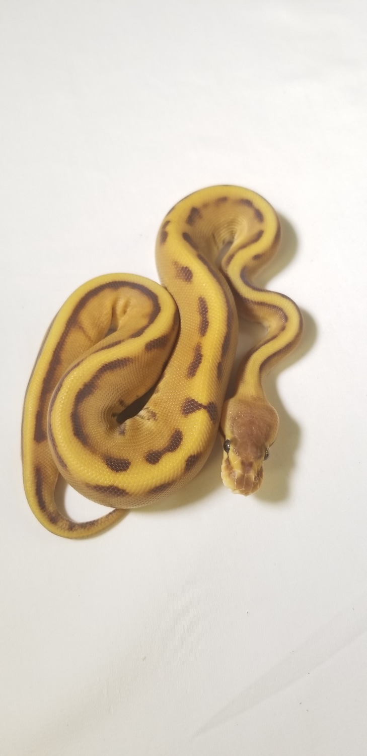 Monarch G Stripe Ball Python by Tom Harbin Reptiles