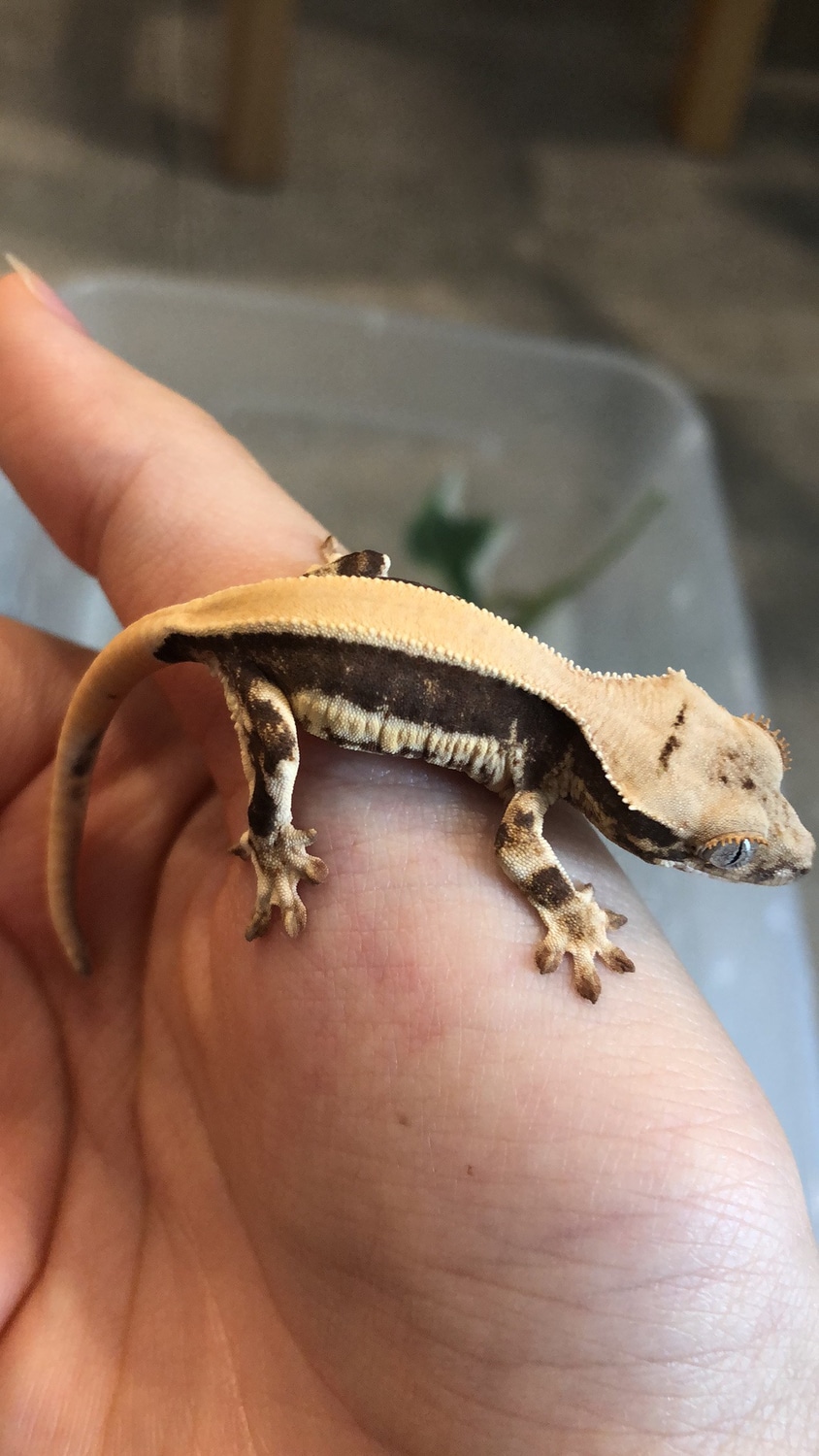 Solid Back Lilly White Gecko From Killer Parents! Crested Gecko by Mercury Geckos