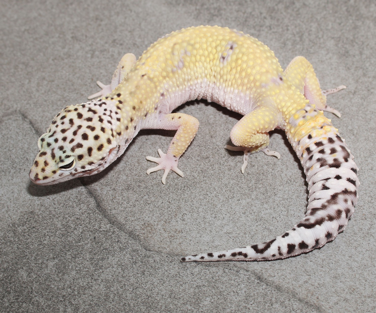 Albey Snow Ghost Het Eclipse Leopard Gecko by Impeccable Gecko